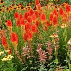 Kniphofia ´Papaya Popsicle´