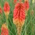 Kniphofia ´Papaya Popsicle´