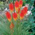 Kniphofia ´Papaya Popsicle´