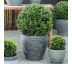 Ilex crenata ´Glory Gem´ 9x9 / 0,5L