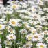 Leucanthemum x superbum ´Snowcap´