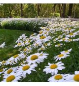 Leucanthemum x superbum ´Snowcap´