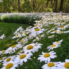 Leucanthemum x superbum ´Snowcap´