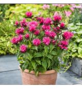 Monarda didyma ´Cranberry Lace´®