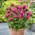 Monarda didyma ´Cranberry Lace´®