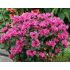 Monarda didyma ´Cranberry Lace´®