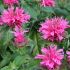 Monarda didyma ´Cranberry Lace´®