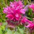 Monarda didyma ´Cranberry Lace´®