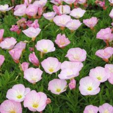 Oenothera speciosa ´Siskiyou´