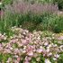 Oenothera speciosa ´Siskiyou´