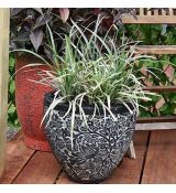 Ophiopogon japonicus ´Silver Dragon´