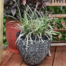 Ophiopogon japonicus ´Silver Dragon´