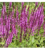 Salvia nemorosa ´Pink Beauty´®