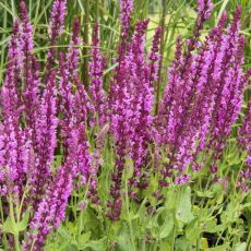 Salvia nemorosa ´Pink Beauty´®