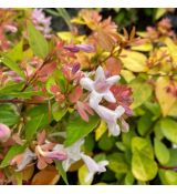 Abelia x grandiflora ´Gold Spot´