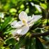 Magnolia grandiflora na kmienku