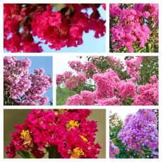 Lagerstroemia Indica ´Mix´ kríková