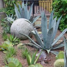 Agave americana