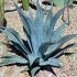 Agave americana