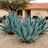 Agave americana