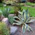 Agave americana ´Variegata´