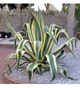 Agave americana ´Variegata´