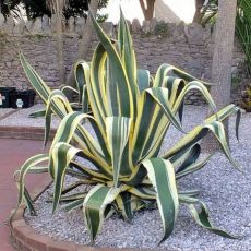 Agave americana ´Variegata´