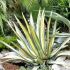 Agave americana ´Variegata´