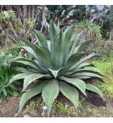 Agave ferox