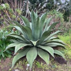 Agave ferox