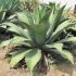 Agave ferox