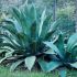 Agave ferox