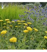 Achillea filipendula ´Coronation Gold´