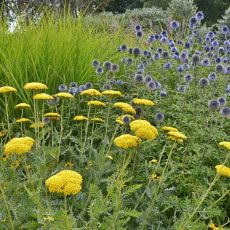 Achillea filipendula ´Coronation Gold´