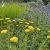 Achillea filipendula ´Coronation Gold´