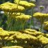 Achillea filipendula ´Coronation Gold´