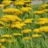 Achillea filipendula ´Coronation Gold´