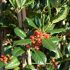 Ilex mutchagara ´Nellie R. Stevens´