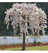 Prunus subhirtella ´Pendula Alba´