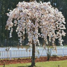 Prunus subhirtella ´Pendula Alba´