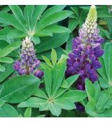 Lupinus polyphyllus ´Lupini Blue Shades´