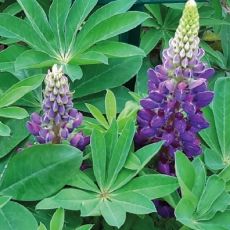 Lupinus polyphyllus ´Lupini Blue Shades´