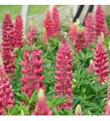 Lupinus polyphyllus ´Lupini Red Shades´ 9x9 / 0,5L