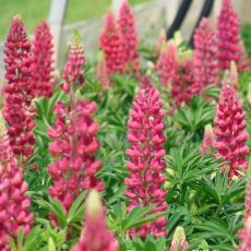 Lupinus polyphyllus ´Lupini Red Shades´