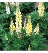 Lupinus polyphyllus ´Lupini Yellow Shades´