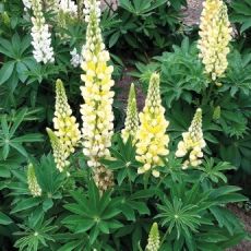 Lupinus polyphyllus ´Lupini Yellow Shades´