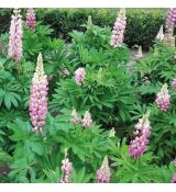 Lupinus polyphyllus ´Lupini Pink Shades´