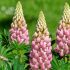 Lupinus polyphyllus ´Lupini Pink Shades´