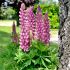 Lupinus polyphyllus ´Lupini Pink Shades´