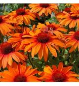 Echinacea purp.´Orange Skipper´Ⓡ